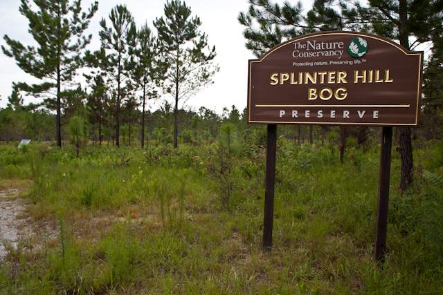 Splinter Hill Bog – The Nature Conservancy Property
