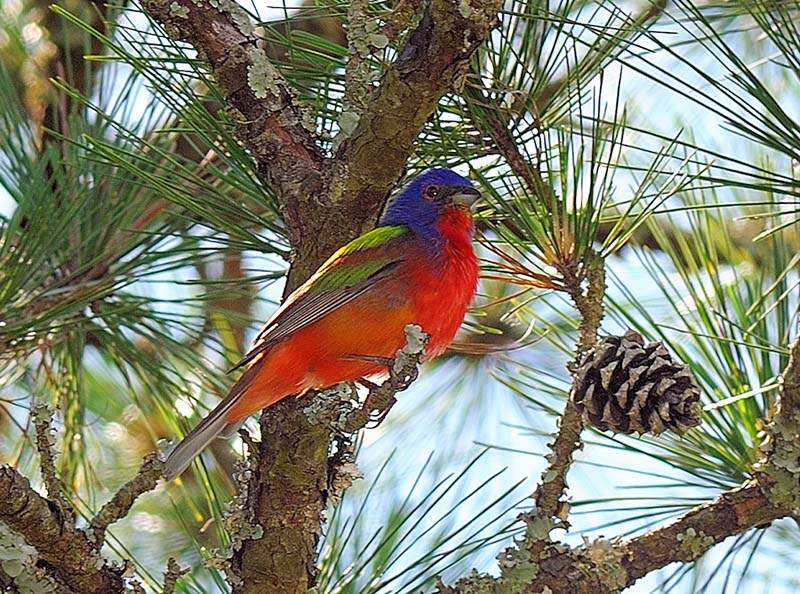 bird watching hot spots in alabama alabama birding trails bird watching hot spots in alabama alabama birding trails