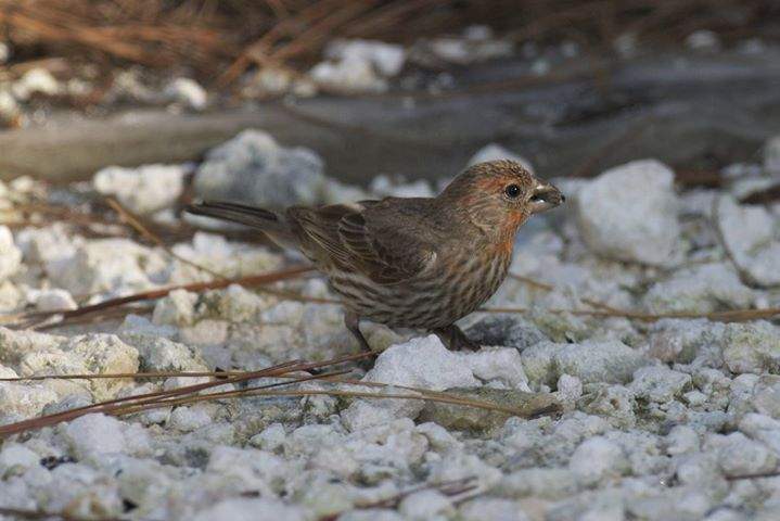 Identifying Birds by their Field Marks w/Greg Harber - Alabama Birding