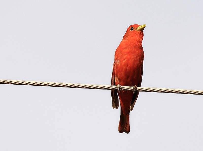 Summer Tanager, a bird you may find at Chapmans Creek