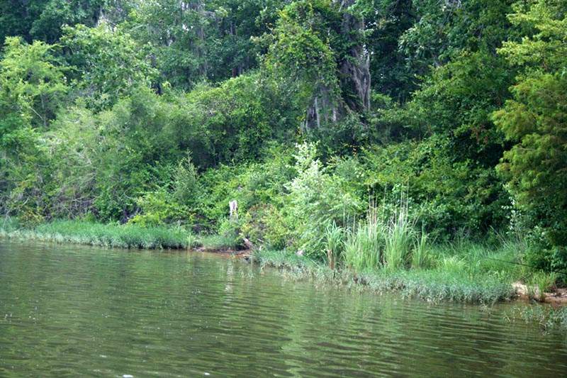 Swift Creek Park Alabama Birding Trails