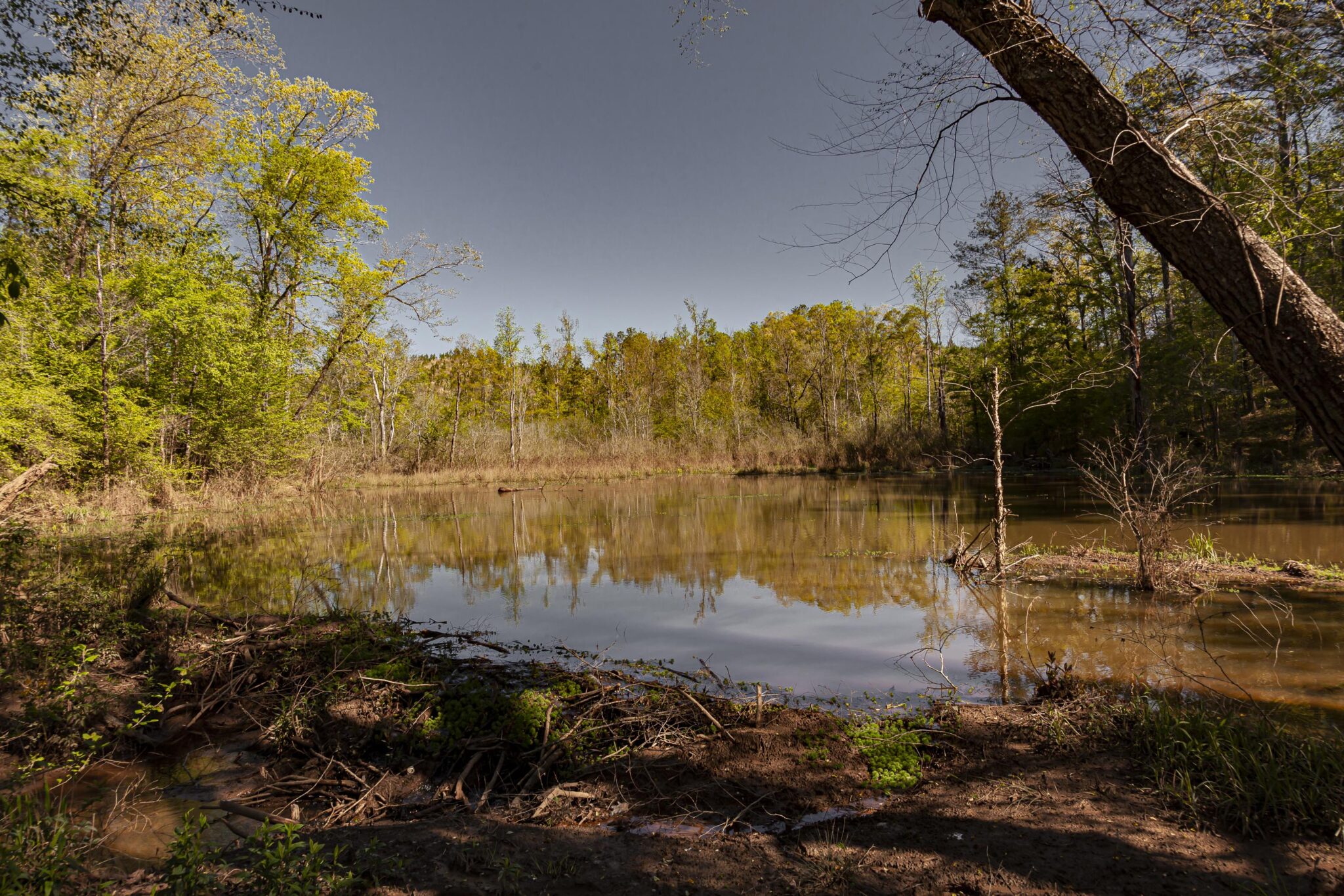 Coosa Archives - Alabama Birding Trails