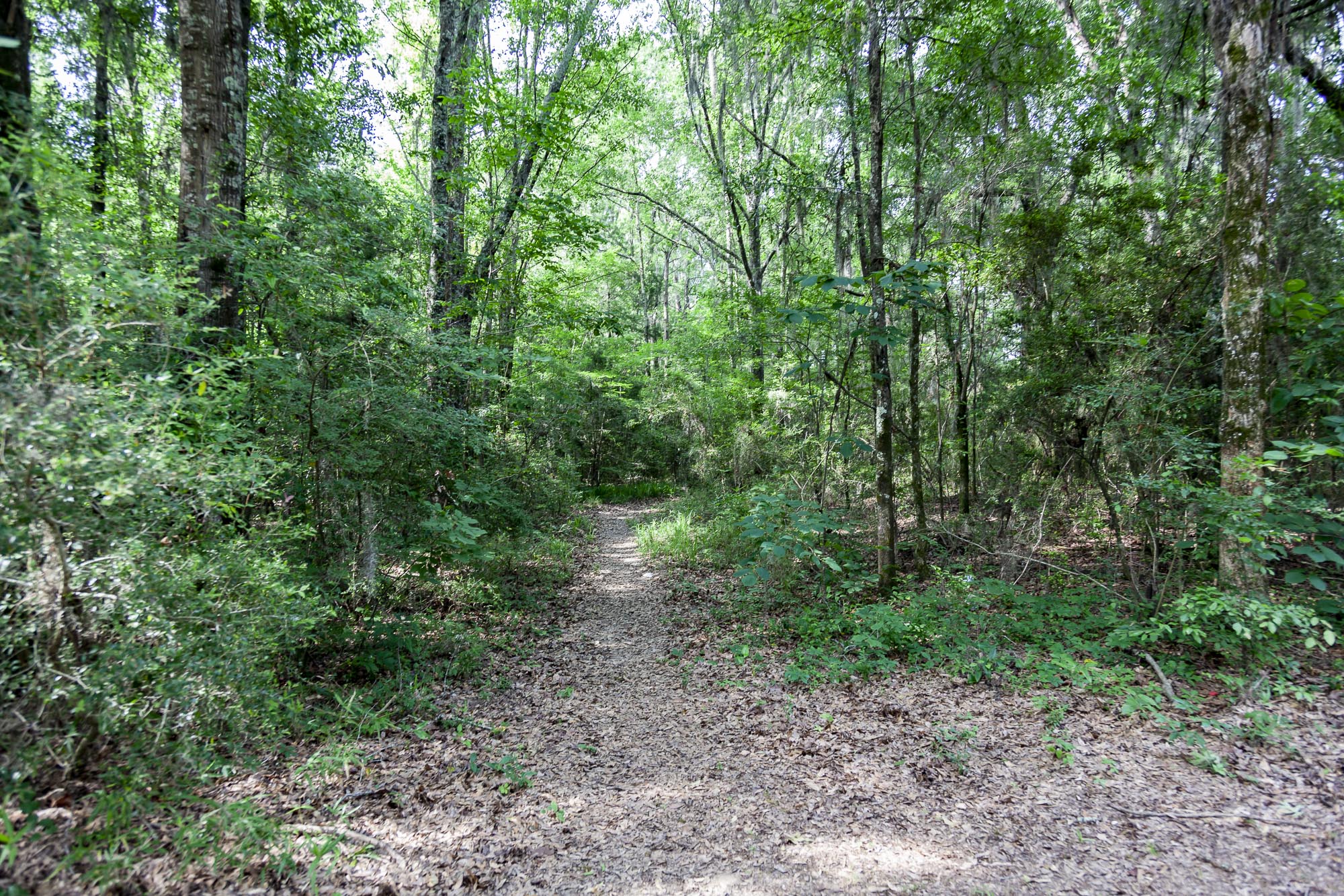 Swift Creek Park Alabama Birding Trails