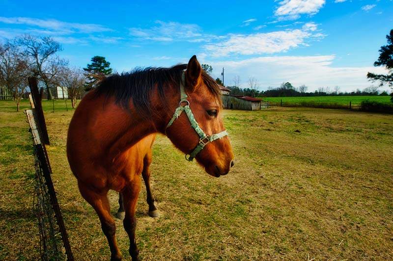 https://alabamabirdingtrails.com/wp-content/uploads/2012/03/Horse-Pens-40-5.jpg