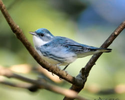 Cerulean Warbler, a slate blue colored bird with a white underbelly, perched on a limb with a green background.