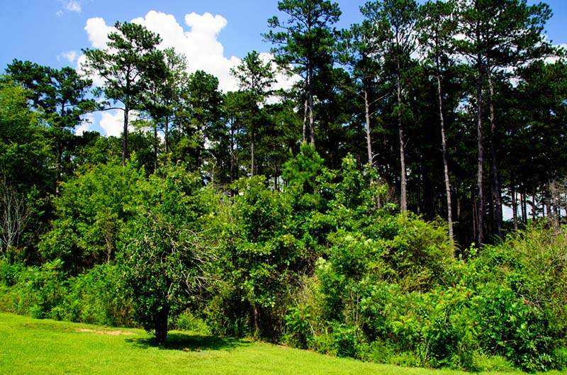 Walker County Public Lake