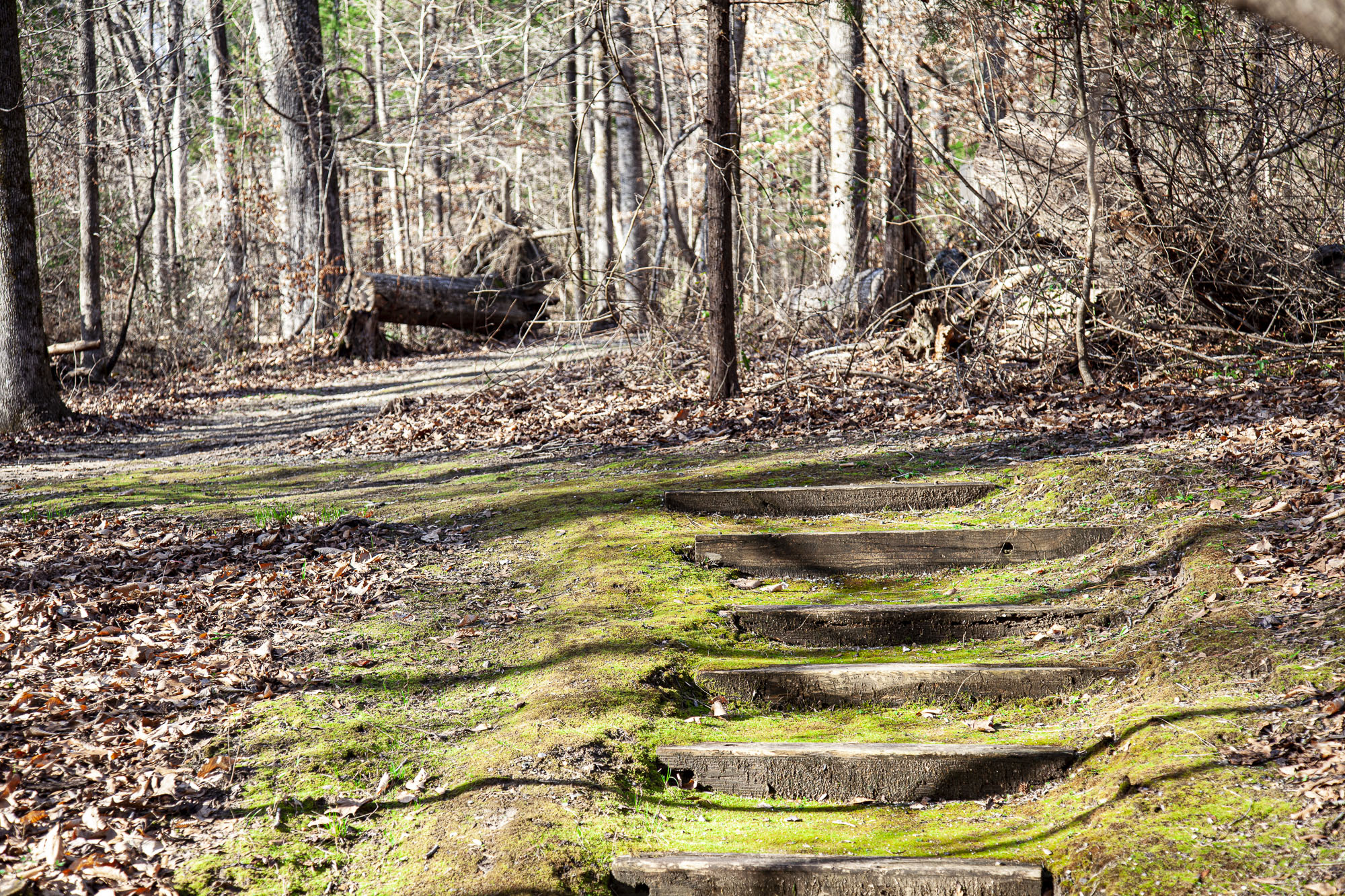 Forkland Campground Alabama Birding Trails