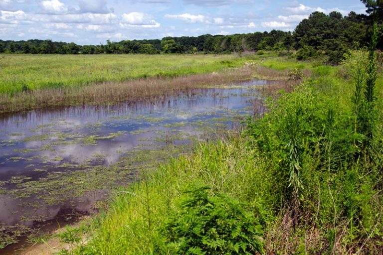 Welcome To The Alabama Birding Trails - Alabama Birding Trails