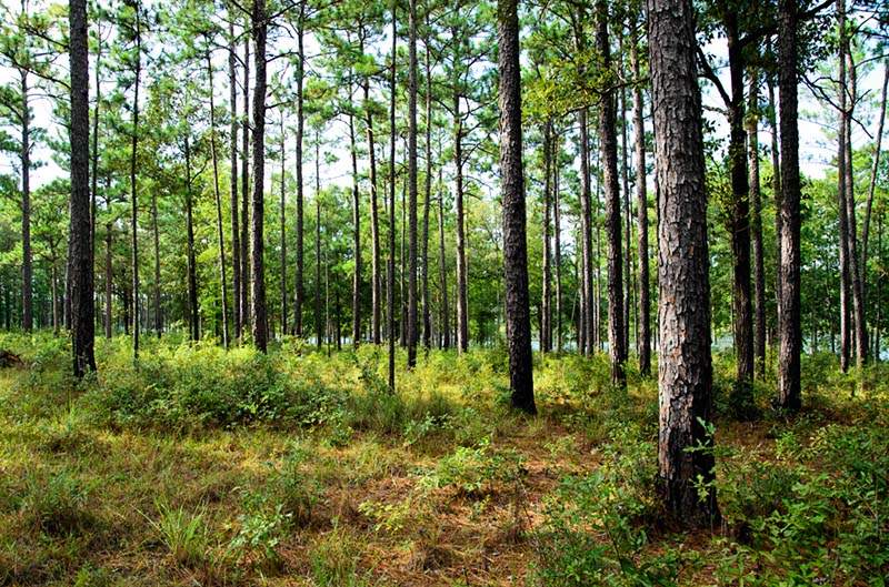 Geneva State Forest - Alabama Birding Trails