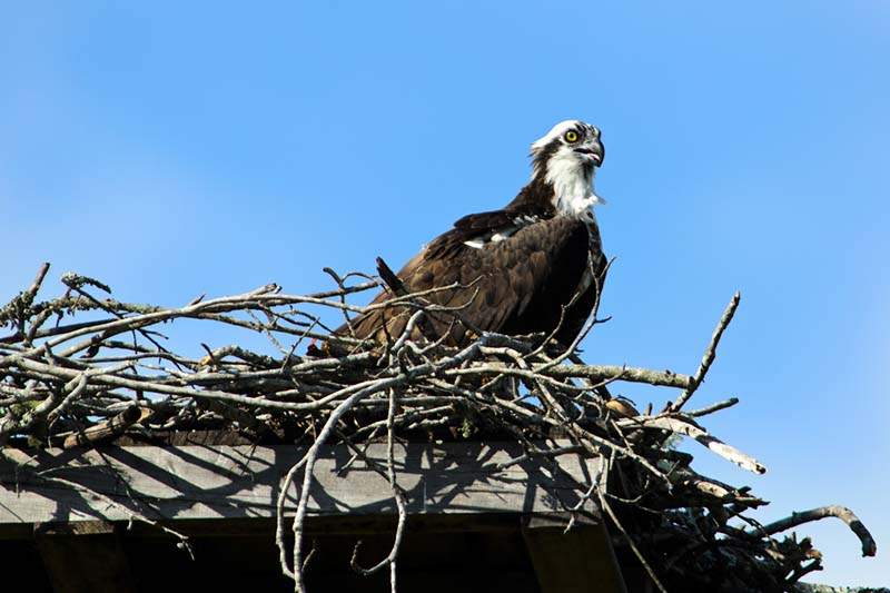 Osprey 3