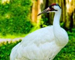 Whooping Crane