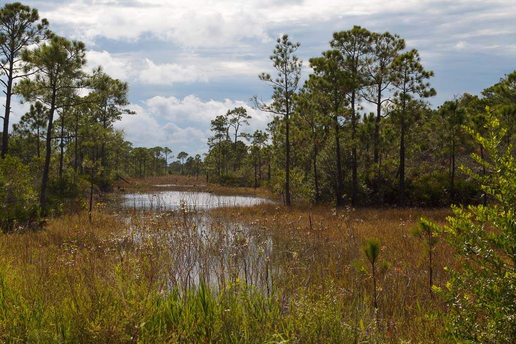 Bon Secour NWR – Mobile Street - Alabama Birding Trails