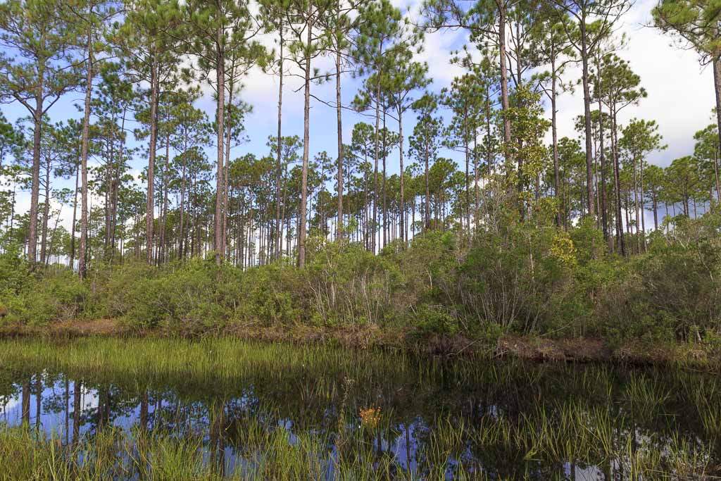 Lillian Swamp Forever Wild Tract - Alabama Birding Trails