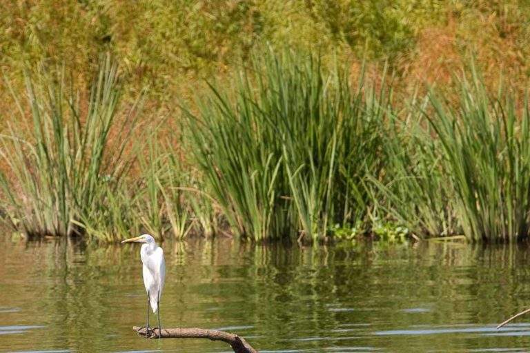 Welcome To The Alabama Birding Trails - Alabama Birding Trails