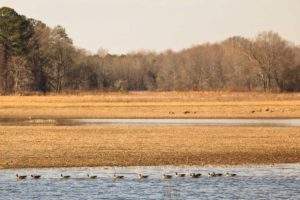 Wheeler National Wildlife Refuge: geese and ducks.