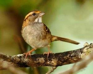 White-throated Sparrow, photo by Paul H. Franklin