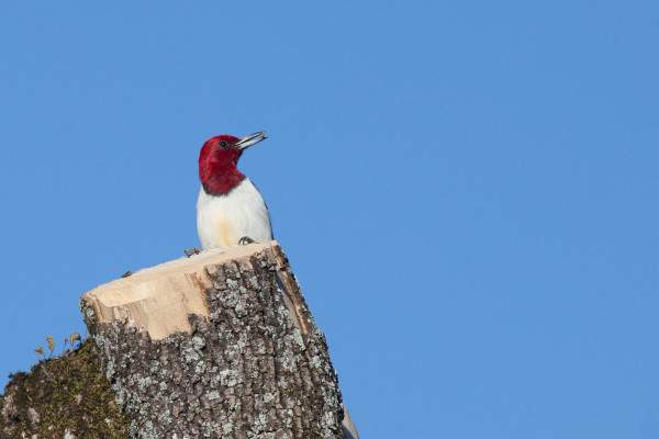 Red headed Woodpecker. Photo by Joe Watts