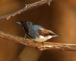 brown-headed-nuthatch