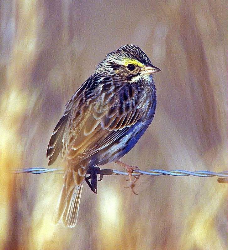 savannah-sparrow