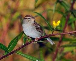 chipping-sparrow
