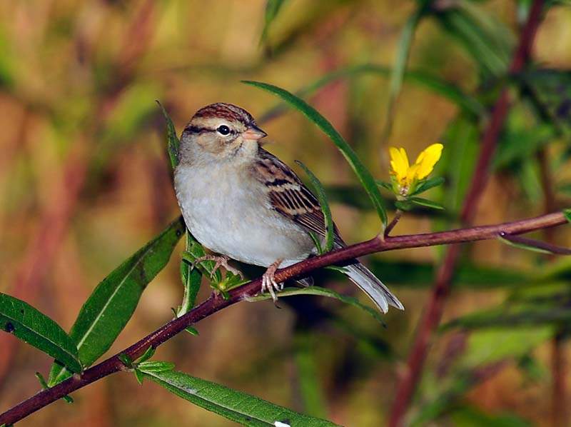 Chipping Sparrow - Alabama Birding Trails