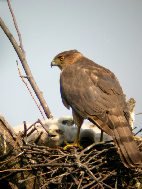 Cooper's Hawk