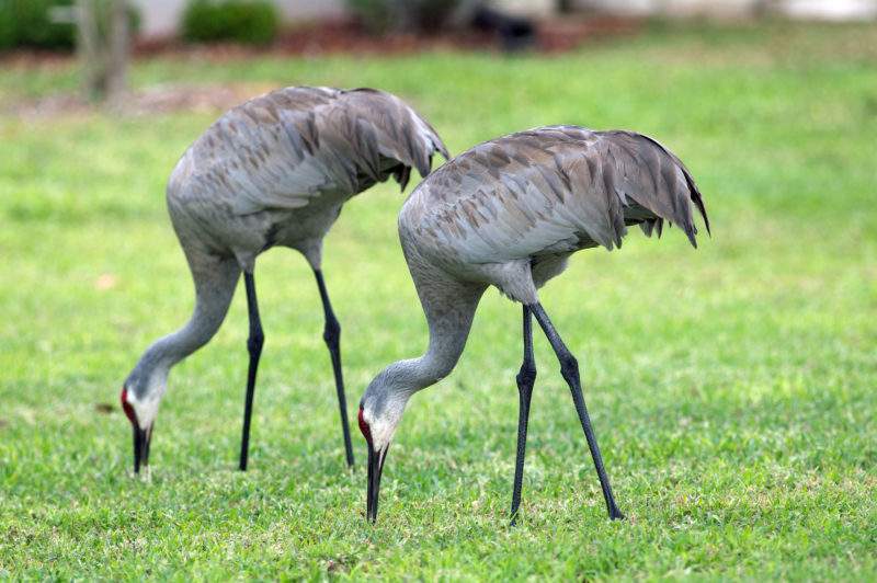 Sandhill crane  Washington Department of Fish & Wildlife