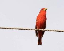 summer-tanager