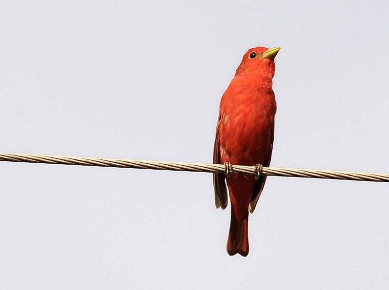 summer-tanager