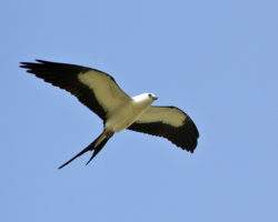 swallow-tailed-kite