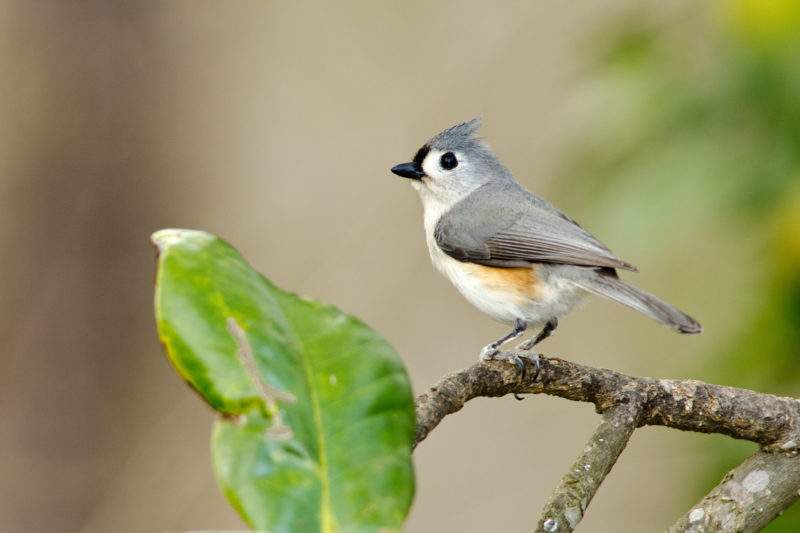 tufted-titmouse