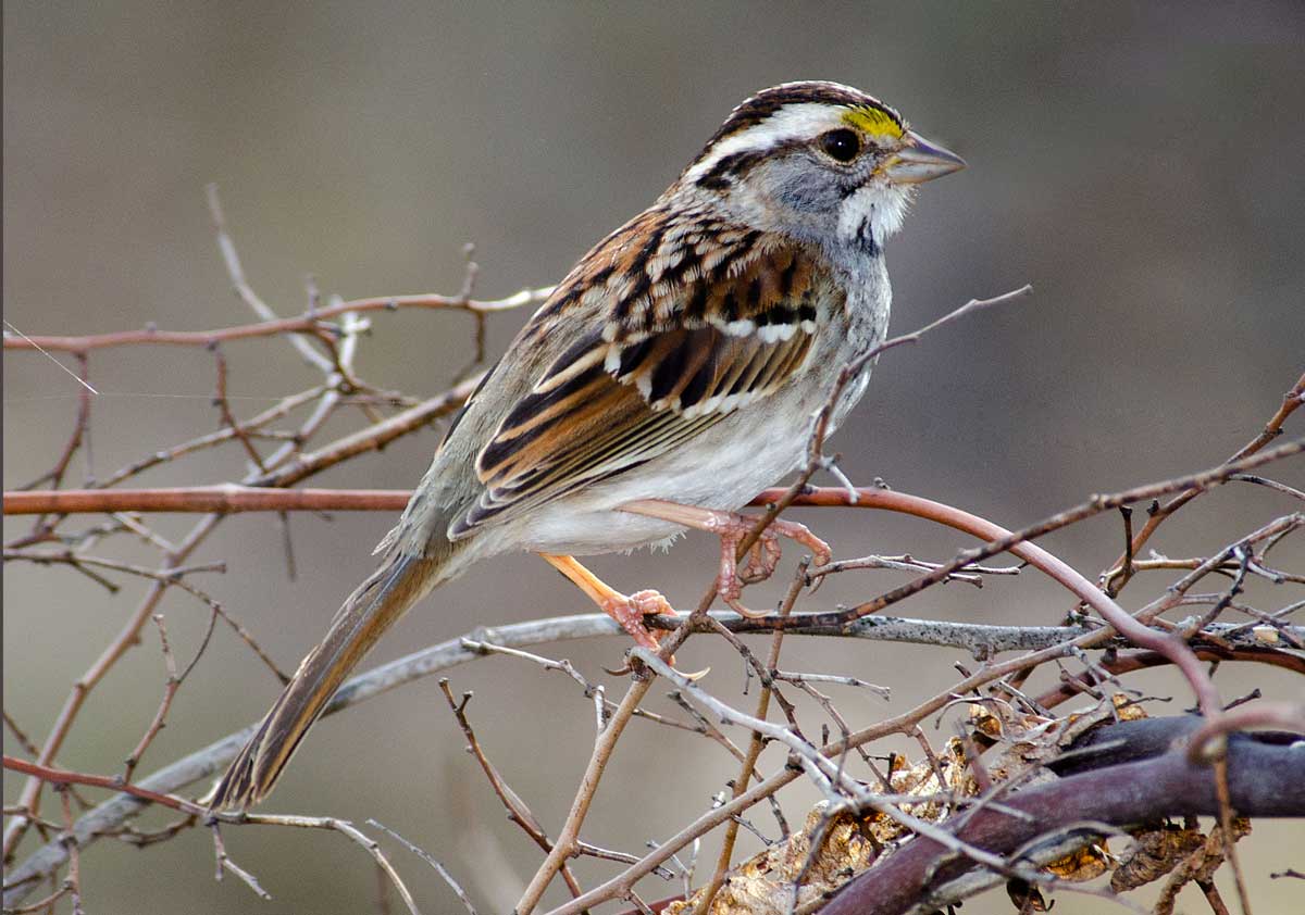 White-throated Sparrow - Alabama Birding Trails