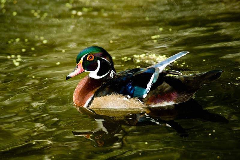 wood-duck-