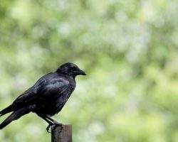american-crow
