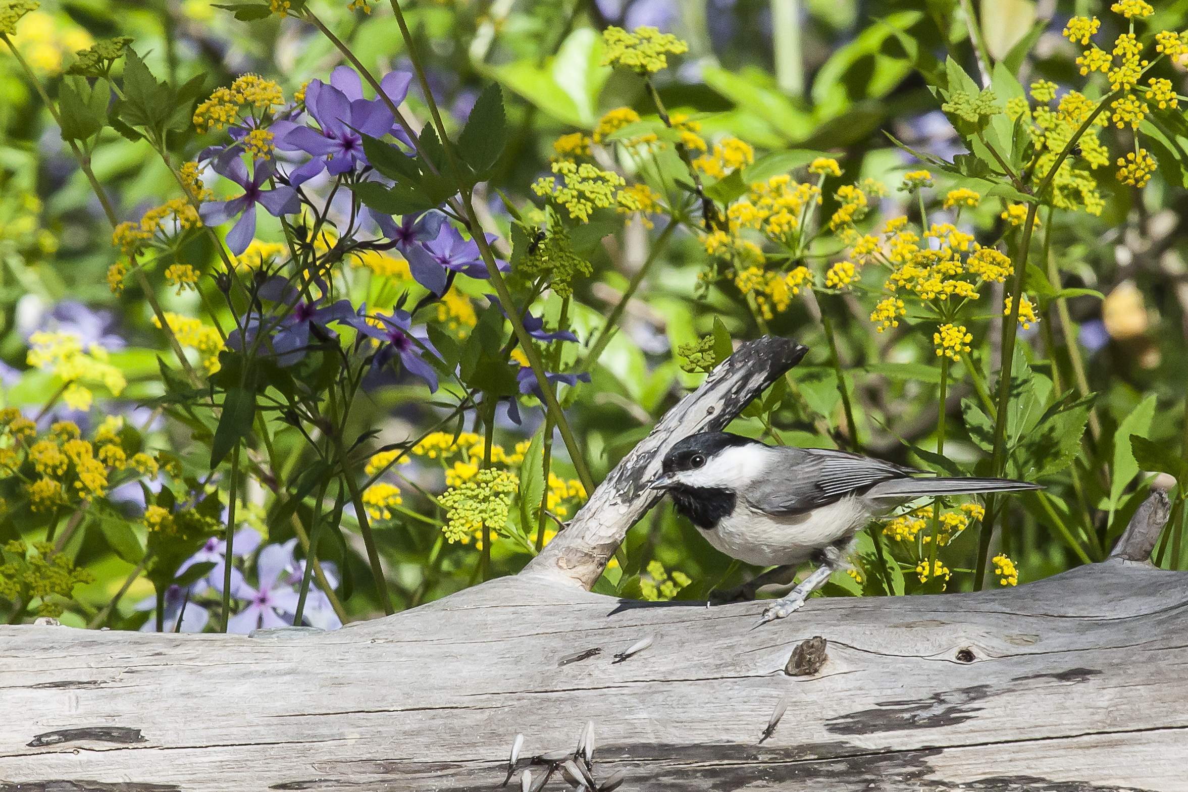 Carolina Chickadee - Alabama Birding Trails