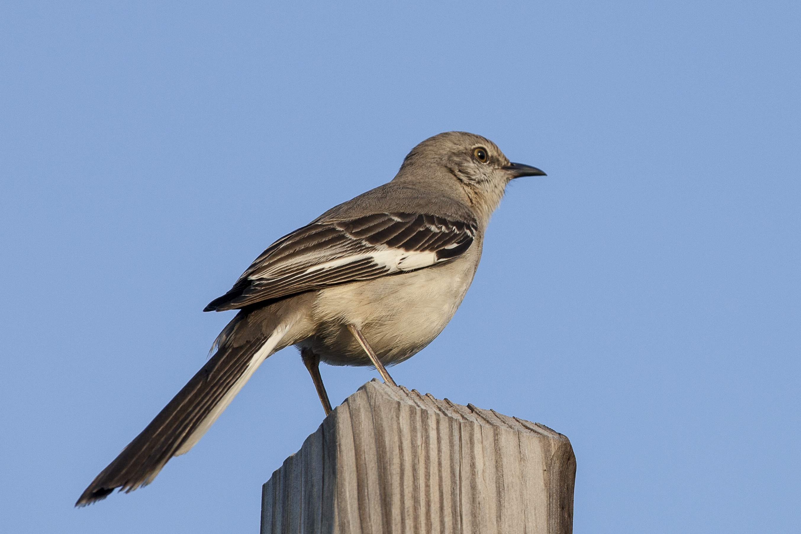 Mockingjay Bird In Real Life