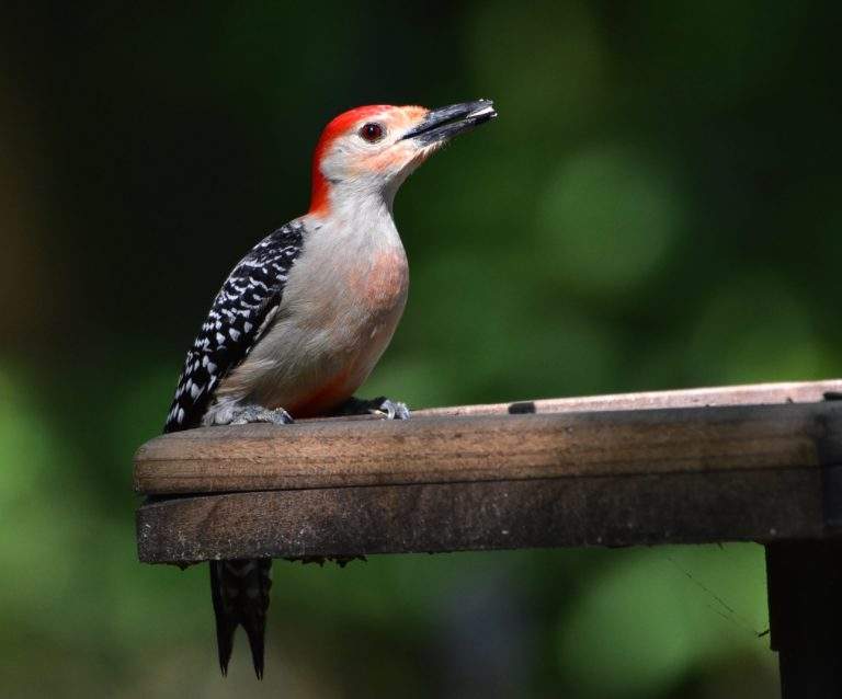 Red-bellied Woodpecker - Alabama Birding Trails