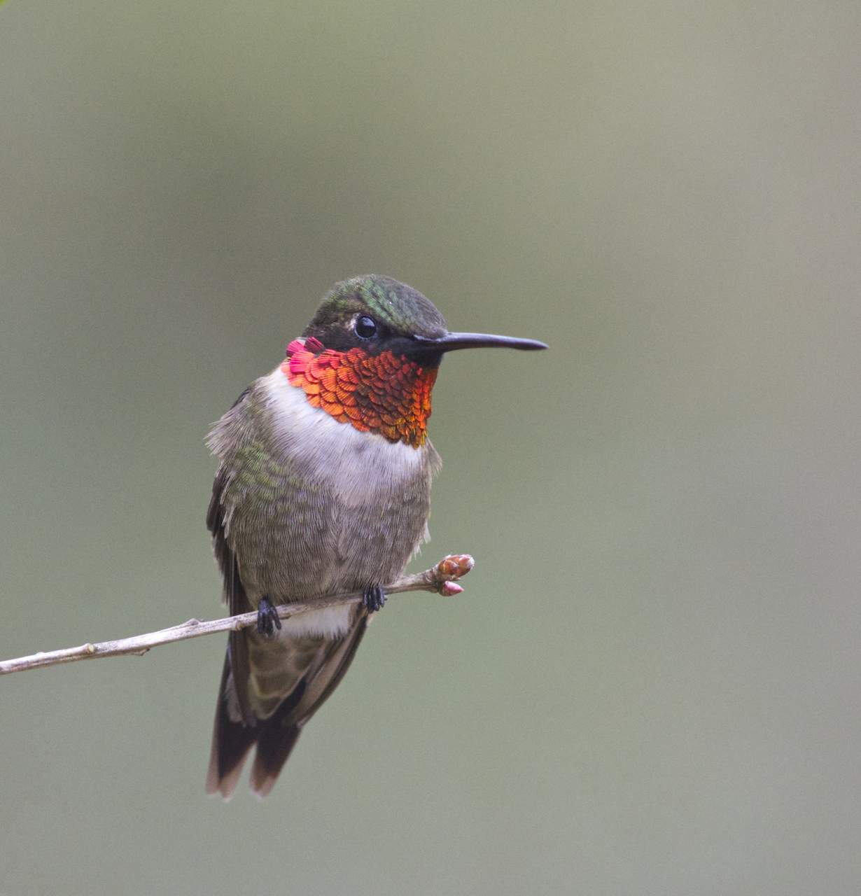 ruby-throated-hummingbird-alabama-birding-trails