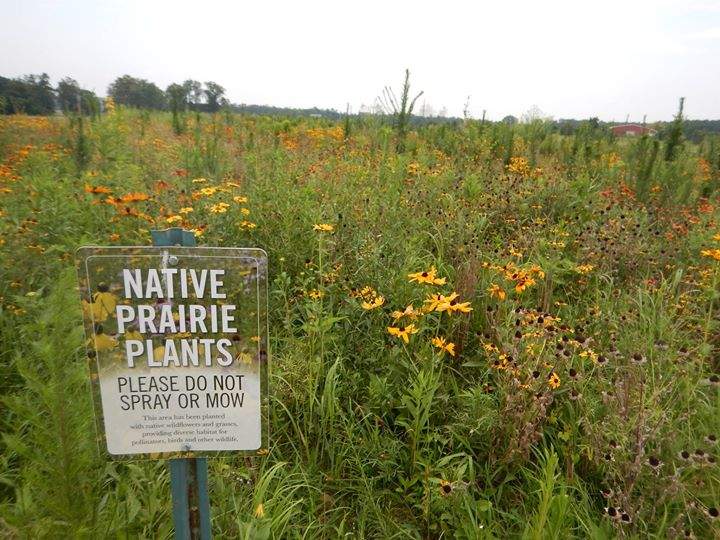 native prairie