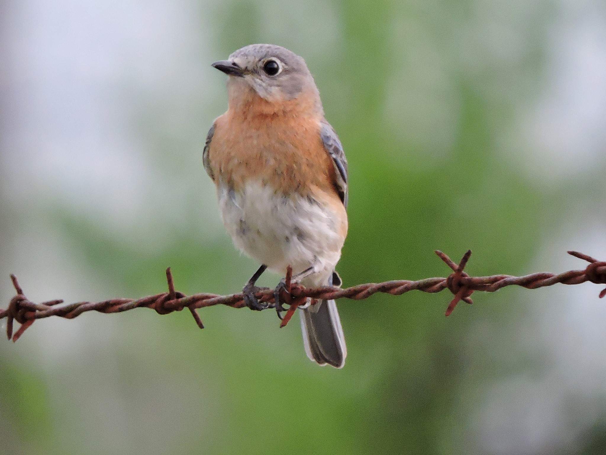 blue bird female