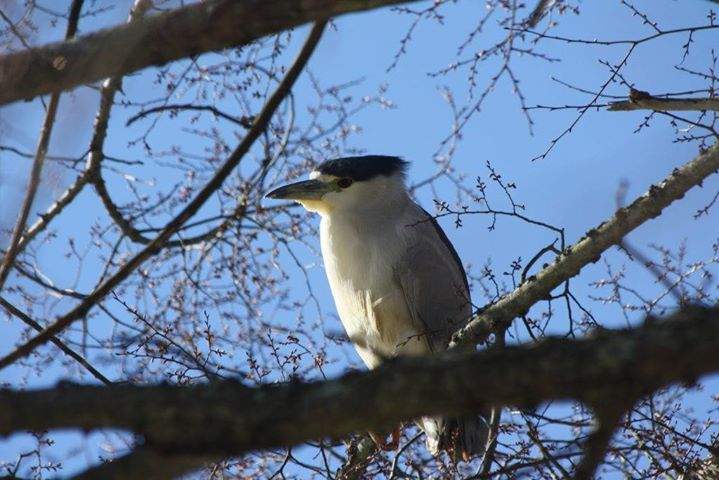 night heron