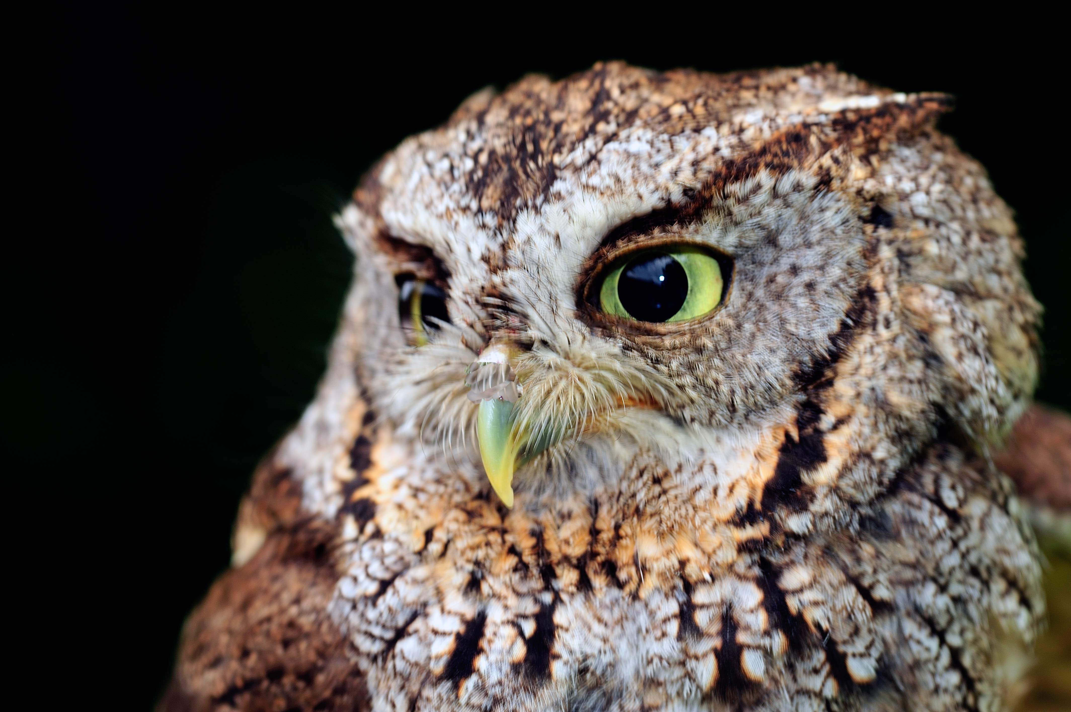 Eastern screech-owl