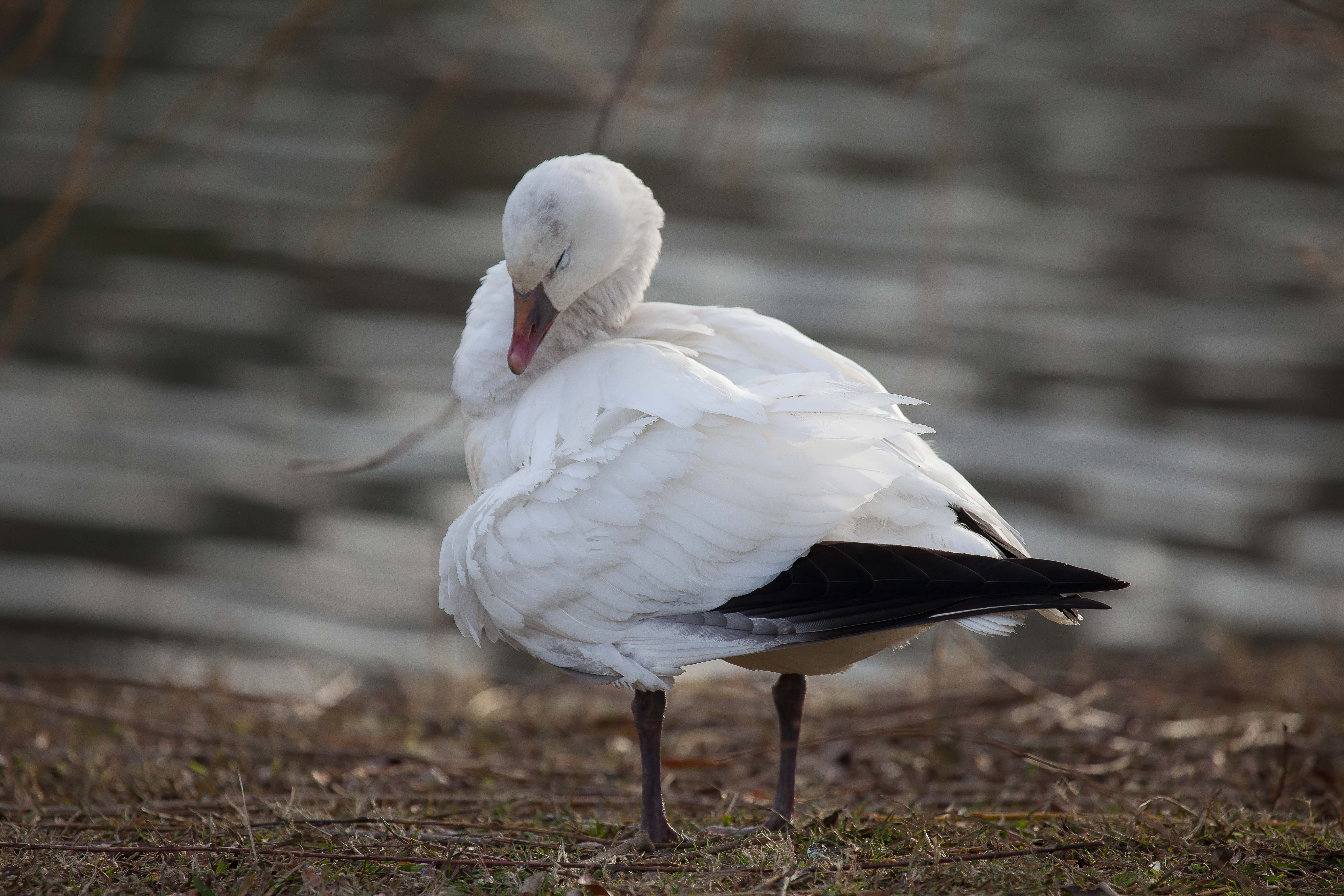 ross's-goose
