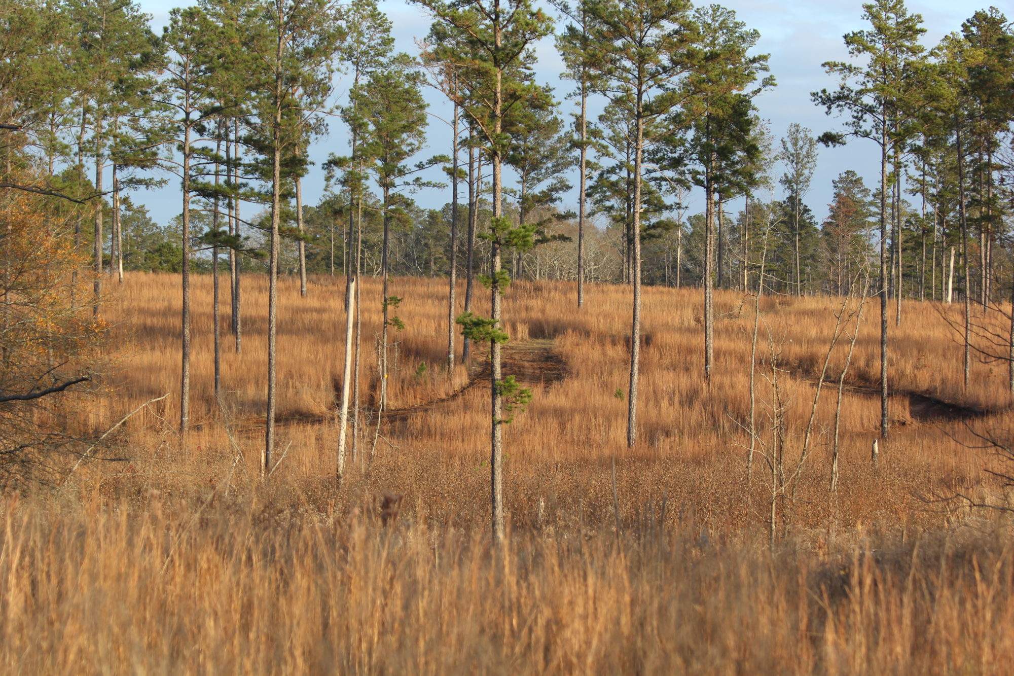 Wehle Forever Wild Tract - Alabama Birding Trails