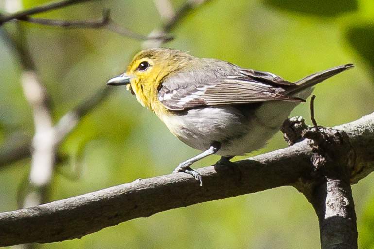 yellow-throated-vireo