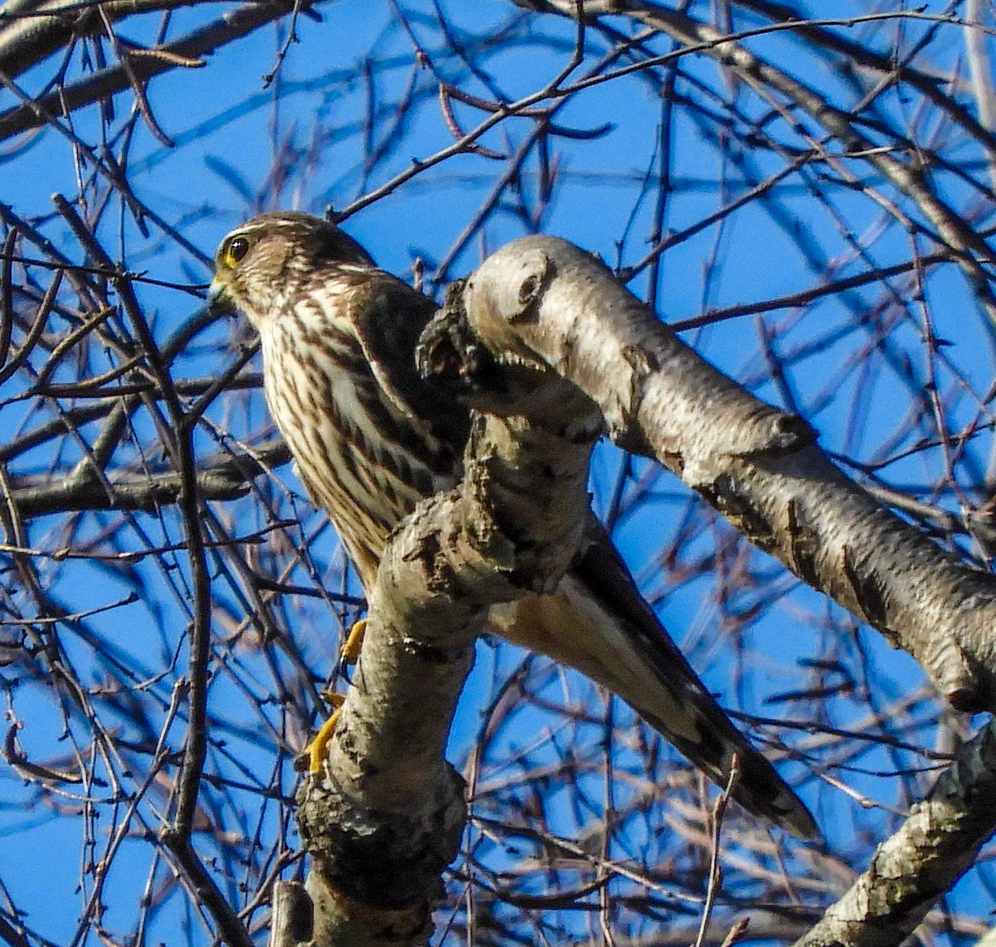 hawk