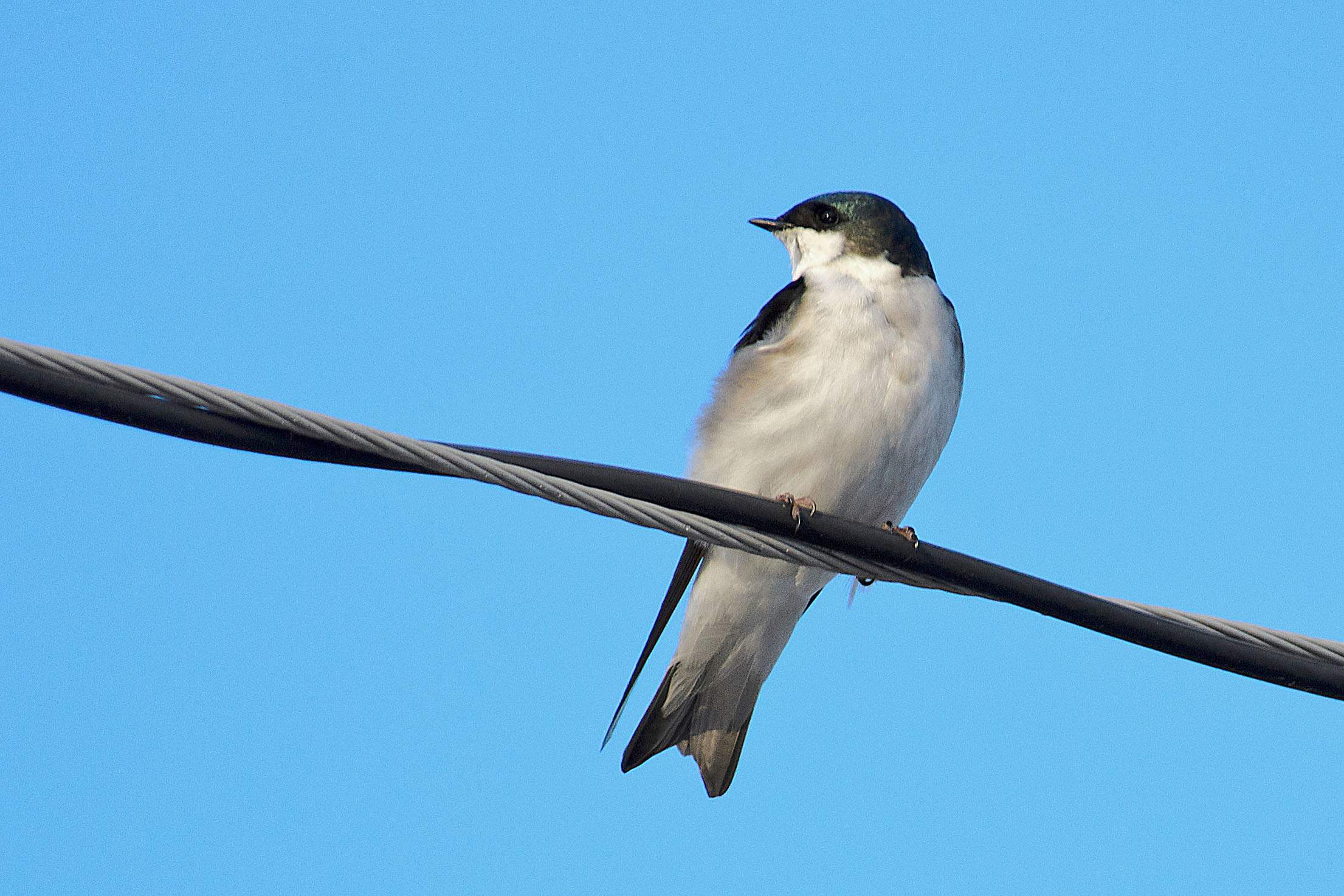 Tree swallow