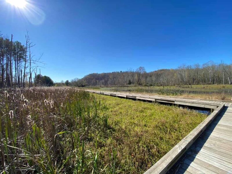 wetland area with part of a boardwalk visible