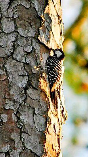 red-cockaded woodpecker