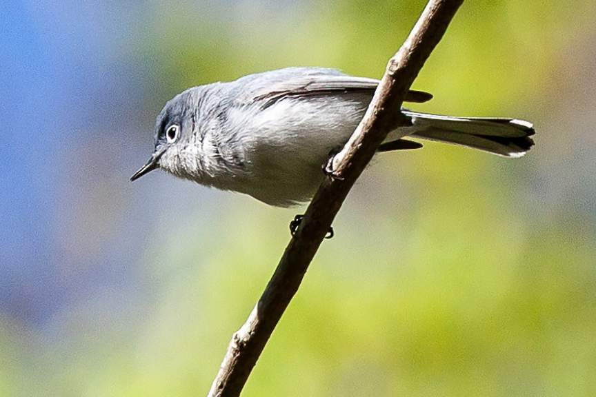 Blue-gray Gnatcatcher - Alabama Birding Trails